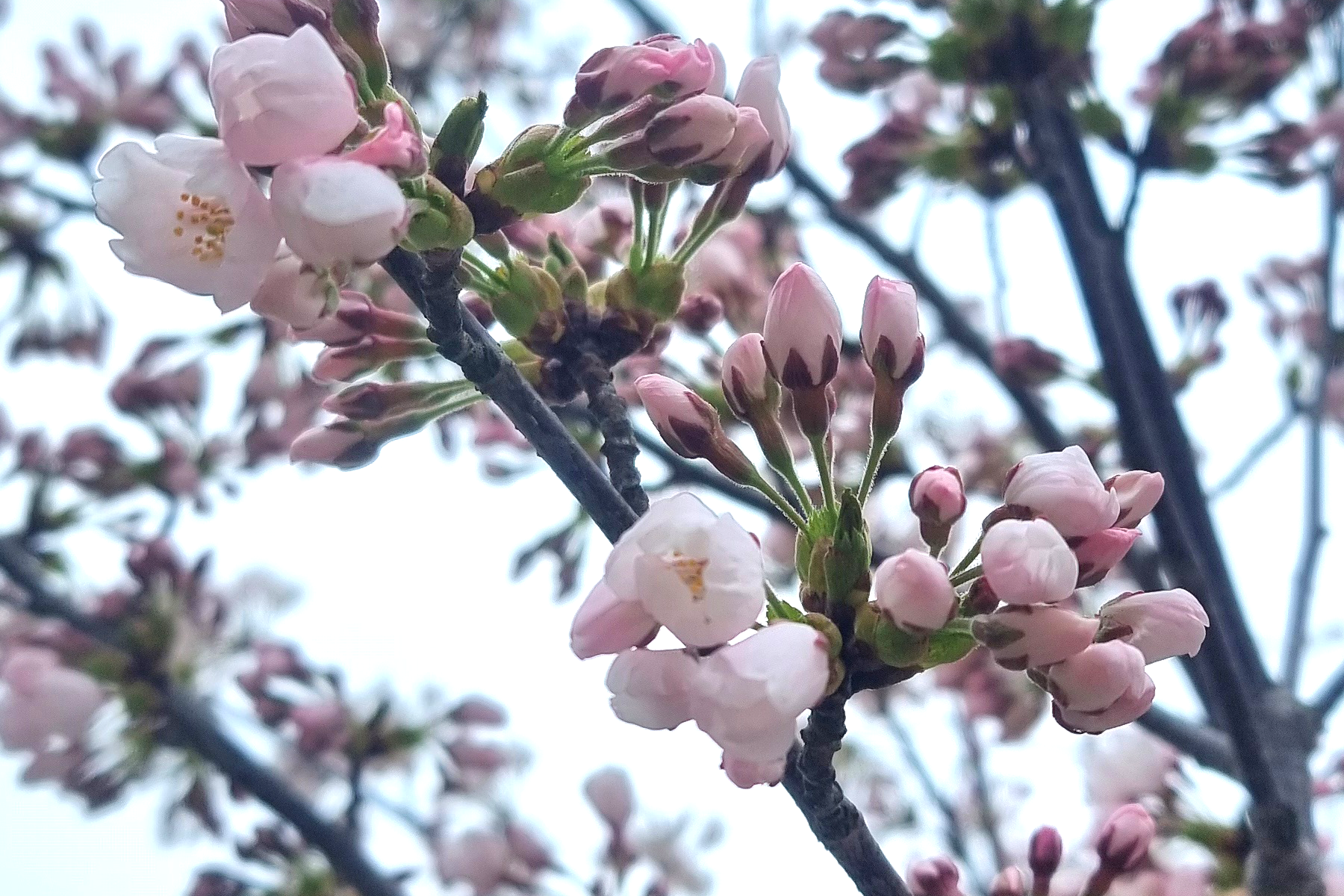 Blüten an einem Baum im Frühling