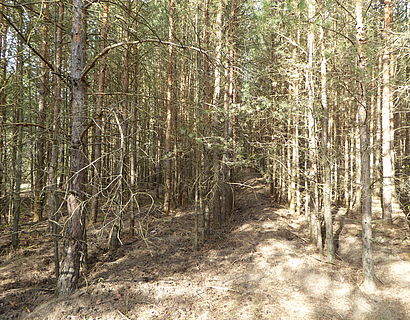 Bild Wald 2