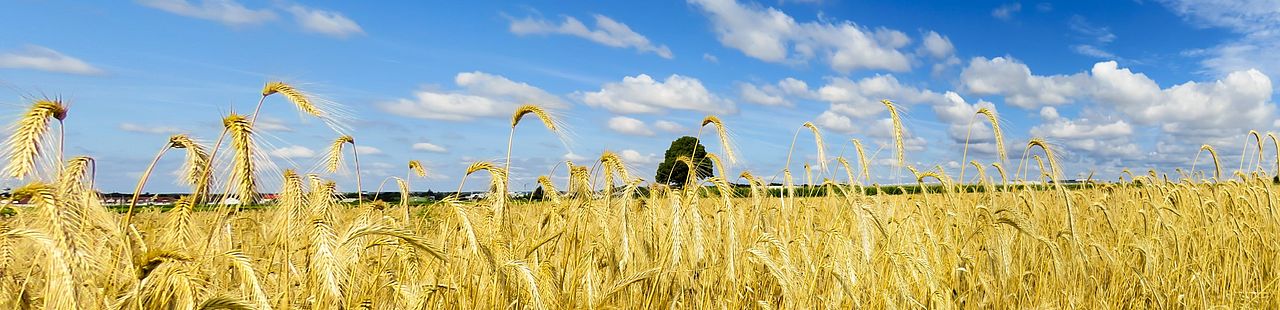 Weizenfeld mit Himmel im Hintergrund