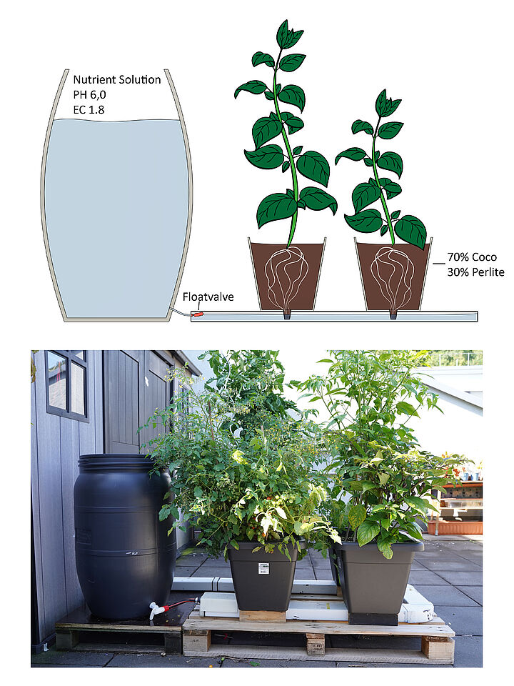 Hydroponik als Modell und in Real