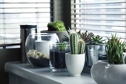 Verschiedene Pflanzen in Töpfen auf einem Schrank