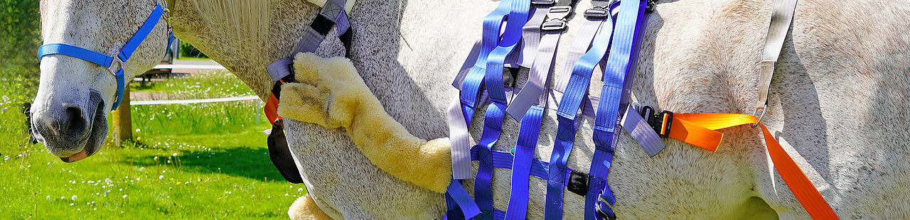 „Testpferd“ Lord Sincero stellte das Hebegurtsystem am 13. Mai beim Hochschulinformationstag 2023 der TH Wildau vor.