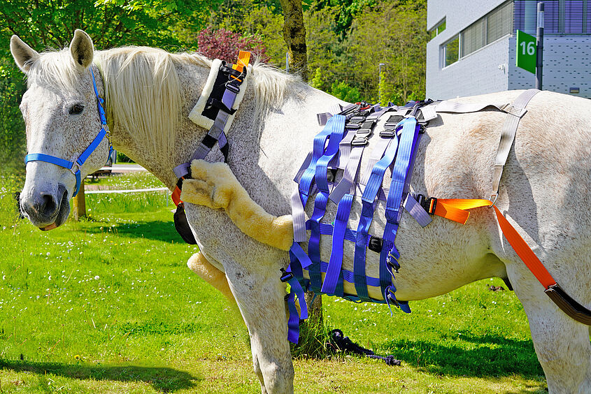 DSC0029 „Testpferd“ Lord Sincero stellte das Hebegurtsystem am 13. Mai beim Hochschulinformationstag 2023 der TH Wildau vor.