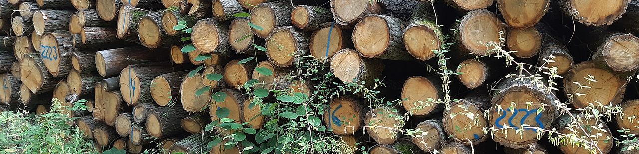 Holzpolter im Wald von Altlandsberg