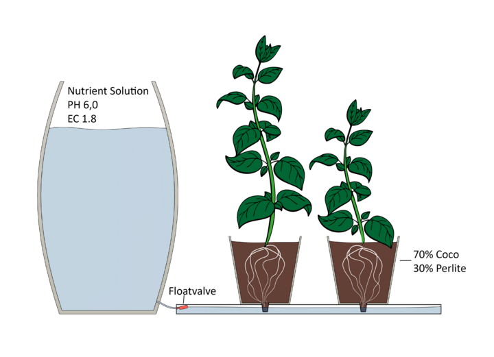 Hydroponic Web Bild Darstellung der Hydroponic Technik