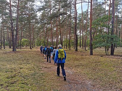 Wanderer im Kiefernwald