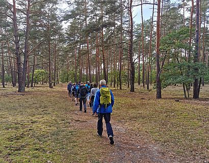 Wanderer im Kiefernwald