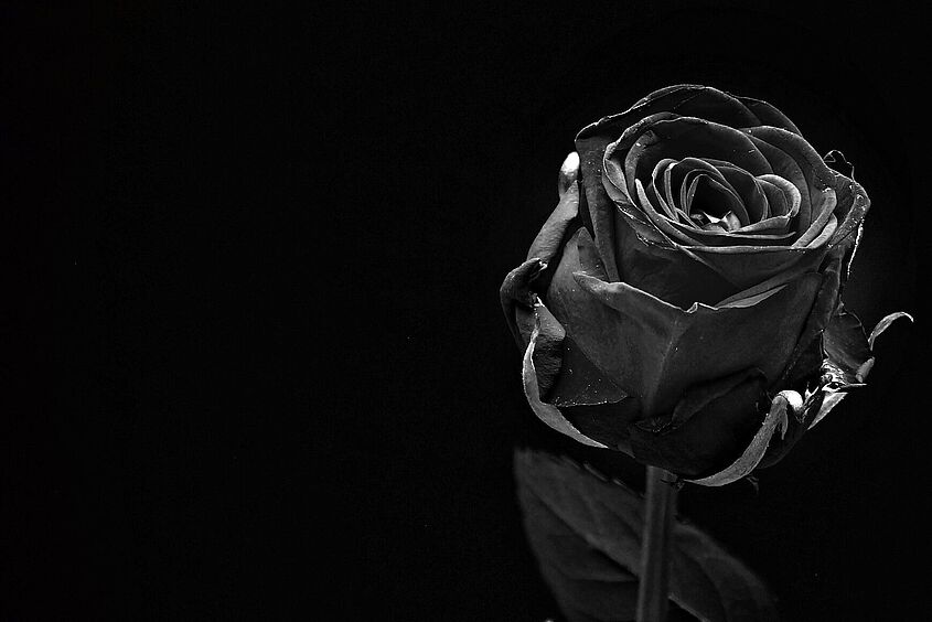 Rose Trauer Trauer um