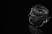 Rose Trauer Trauer um