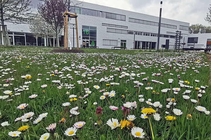 Blumenwiese H16