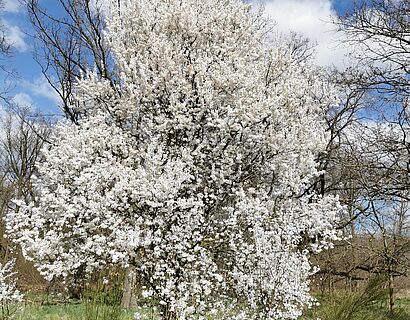 Der schönste Baum der Wanderung in voller Blüte