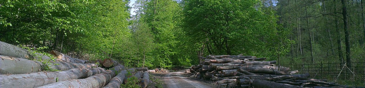 Langeholz gelagert an der Waldstraße