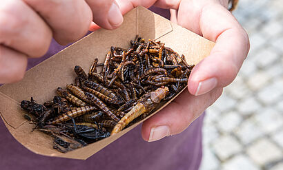 Insektensnack Insekten als Mahlzeit