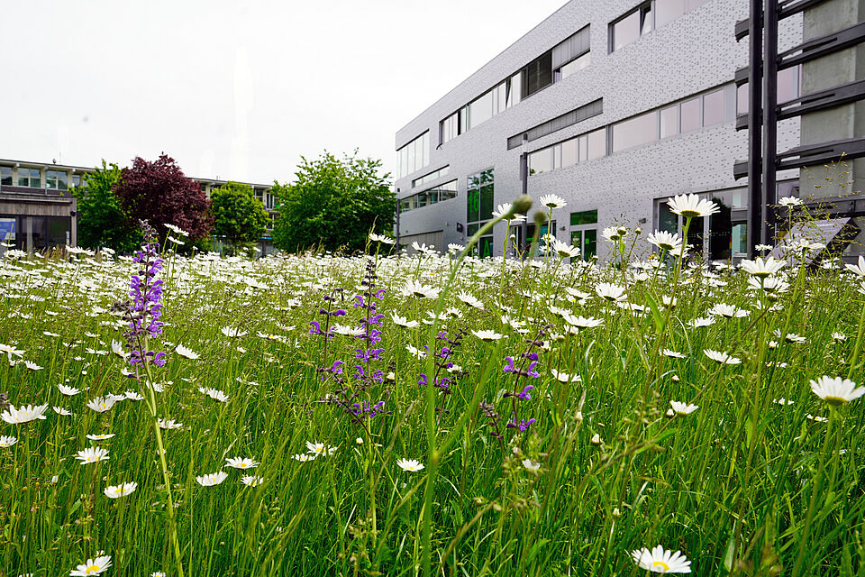 Blumenwiese H16
