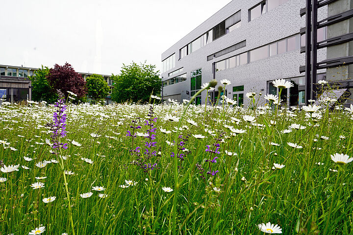 Blumenwiese H16