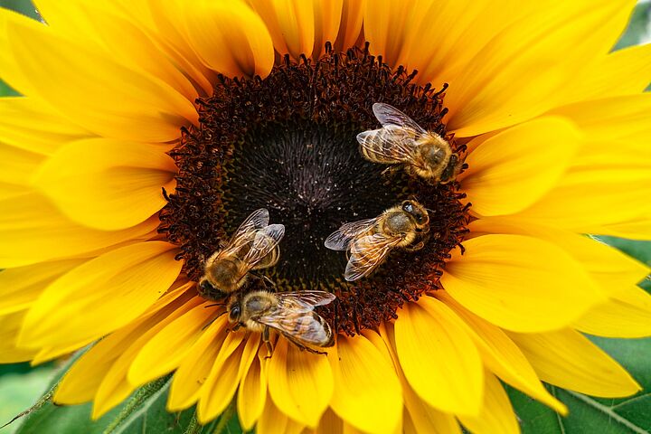 Bienen bestäuben eine Sonnenblume