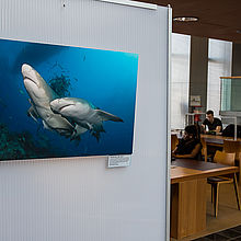 „Aquatische Begegnungen“ in der Wildauer Hochschulbibliothek