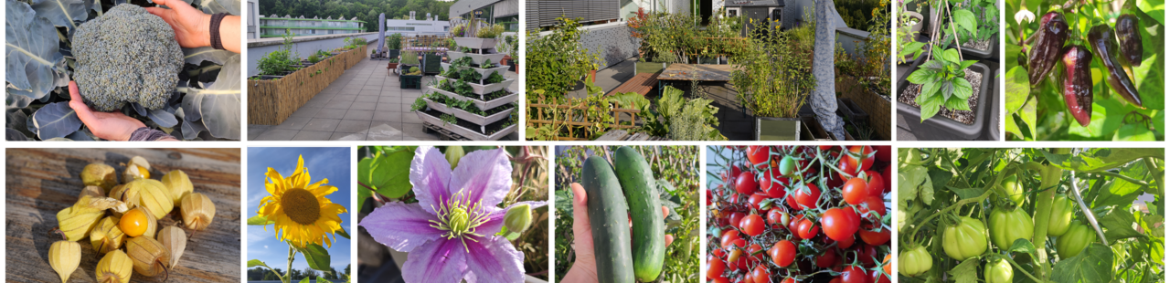 © FG Inno Bildersammlung der bisherigen Greenspace Ernte