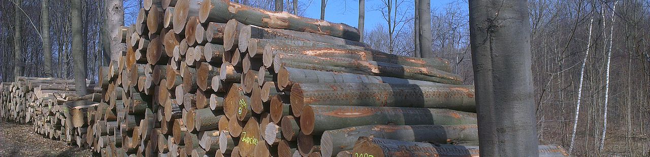 Holzpolter im Wald