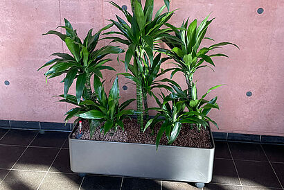 Grünpflanze im öffentlichen Raum